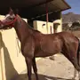 حصان شعبي للبيع