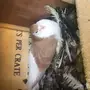 حمام شيرازي 