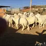 طليان جبره والبيع سمح