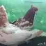 حمام ايراني مشهدي 