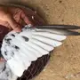 للبيع جوز تيدي