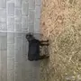 عناق للبيع 