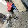 ديك باكستاني لون مميز للبيع 