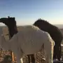 قعود للبيع