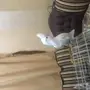 كوكاتو سلمون من النوادر للبدل 