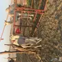 ابل وضح للبيع عددها 26 مراح واحد