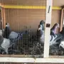 حمام زاجل سباقات وحمام باكستاني 