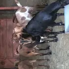 ذبيحتك الى باب بيتك 