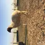 غنم معرفة ومرسسه دفيع ورغث 13 راس 