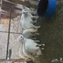 رخاال