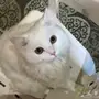 للتبني قط شيرازي مون فيس ابيض