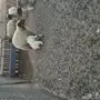 غنم مطافيل طيبه