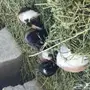 وبران بلديه 