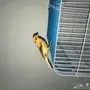 كناري ذكر مغرد 