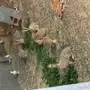 ارانب يريه للبيع