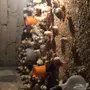 صوص بلدي 