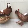 زوج ساكسون بإنتاجه