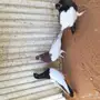 شاينيز بإنتاجة