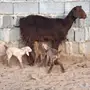 عنز خلفه تحتها تيسين وجفره