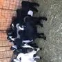 تيوس وجفار للبيع