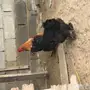 زوج براهما