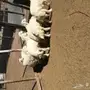 ثلاث طليان وأربع رخال للبيع 