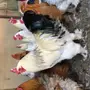 ديكه براهما للبيع جمله وتفريد