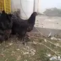 براهما بياض سلالة خوارج للبيع