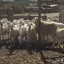 حريات ضان للبيع
