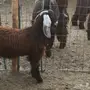 تيوس عوارض مخصاه