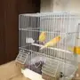 جوز كناري