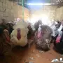دجاج رومي بياض ممتاز - كميات كبيرة متوفرة!