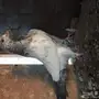 طبه تيدي 
