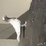 ذكر حب رمان