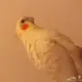 كروان لاتينو غر