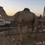 ناقه لقحه اركيه للبيع