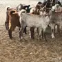 تيوس للبيع 