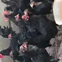 دجاج بلدي اسود حجم كبير
