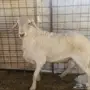 فحل حري صنف