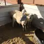 غنم حريه مقاني 3 روس 