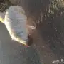 خروف لباني نعيمي ب600 ريال 