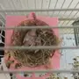 عروض كناري