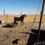 تيس هولندي نانسي خصم اسود احمر فحل ماعز معزا 