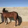 فرس عربيه شعبيه للبيع 