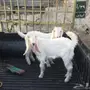 تيس ابيض داغور  