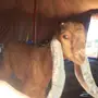 الفاخره  