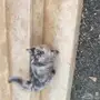 قطة شيرازية للبيع 