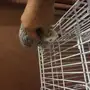 كاسكو كبتن