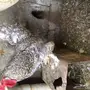 ديك ودجاجه كوشن  للبيع 