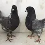 فخامه كنق